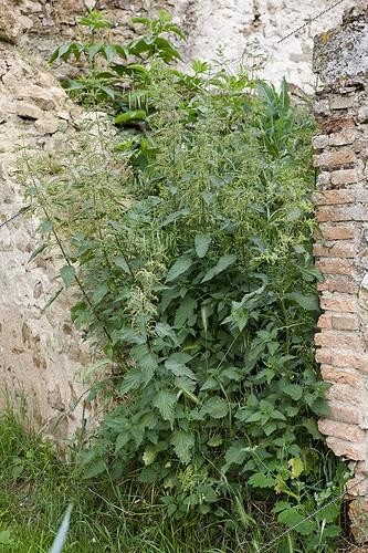 Biosphoto | 1138743 | Orties poussant dans un mur en ruine | &copy; NouN / Biosphoto