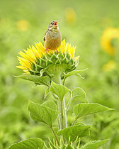 Biosphoto | 2622194 | Ortolan Bunting (Emberiza hortulana) male singing, perched on a sunflower, Saxony-Anhalt, Germany | &copy; Thomas Hinsche / BIA / Biosphoto
