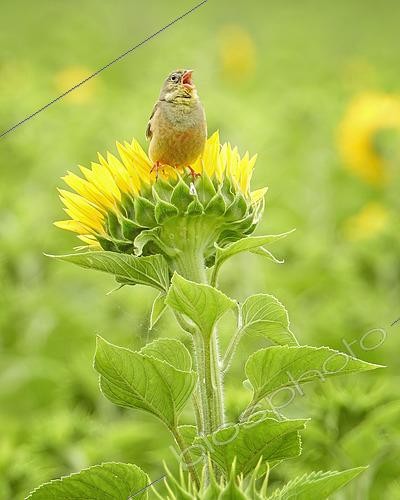 Biosphoto | 2622194 | Ortolan Bunting (Emberiza hortulana) male singing, perched on a sunflower, Saxony-Anhalt, Germany | &copy; Thomas Hinsche / BIA / Biosphoto