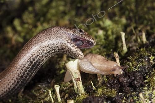 Biosphoto | 1299982 | Orvet entering a slug | &copy; Thiebaud Gontard / Biosphoto