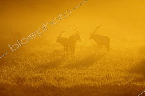 Biosphoto | 1882665 | Oryx at sunrise Kalahari Kgalagadi South Africa | &copy; Tina Malfilatre / Biosphoto