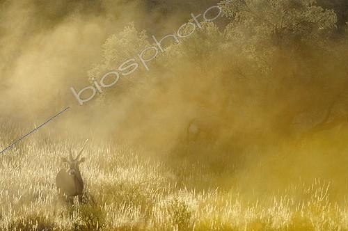 Biosphoto | 1882667 | Oryx dans la brume matinale Kgalagadi Afrique du Sud | &copy; Tina Malfilatre / Biosphoto