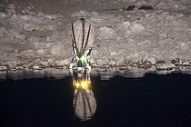 Biosphoto | 2035313 | Oryx gazelle au point d'eau de nuit - Etosha Namibie | &copy; Óscar Díez Martínez / Biosphoto