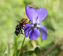 Biosphoto | 2133853 | Osmie bicolore (Osmia bicolor) femelle sur une Violette, Parc naturel régional des Vosges du Nord, France | &copy; Michel Rauch / Biosphoto