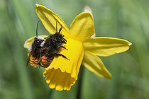 Biosphoto | 2427320 | osmie cornue (Osmia cornuta) accouplement sur Jonquille (Narcissus pseudonarcissus), Parc naturel régional des Vosges du Nord, France | &copy; Michel Rauch / Biosphoto