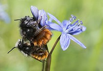 Biosphoto | 2427321 | Osmie cornue (Osmia cornuta) accouplement sur Scille (Scilla bifolia), Parc naturel régional des Vosges du Nord, France | &copy; Michel Rauch / Biosphoto
