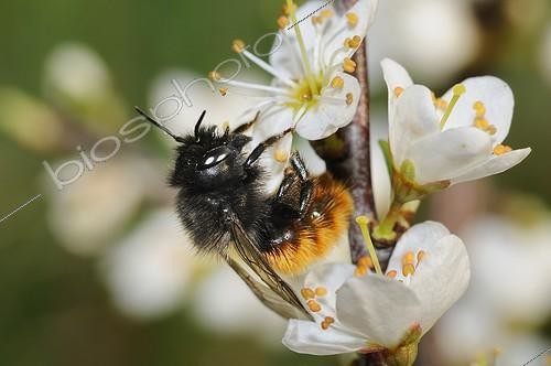 Biosphoto | 1645627 | Osmie cornue sur une fleur de Prunellier au printemps France | &copy; Michel Rauch / Biosphoto