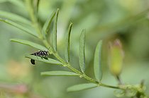 Biosphoto | 2089569 | Osmie de la campanule (Osmia campanularum) mâle, Parc naturel régional des Vosges du Nord, France | &copy; Michel Rauch / Biosphoto