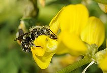Biosphoto | 2051250 | Osmie des galles (Osmia gallarum) mâle sur Hippocrépis (Hippocrepis comosa), 2015 05 18, Parc naturel régional des Vosges du Nord, France, classé Réserve mondiale de Biosphère par l'UNESCO, France | &copy; Michel Rauch / Biosphoto