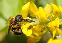 Biosphoto | 2051251 | Osmie hélicicole (Osmia aurulenta) femelle sur Hippocrepis (Hippocrepis comosa), 2015 05 18, Parc naturel régional des Vosges du Nord, France, classé Réserve mondiale de Biosphère par l'UNESCO, France | &copy; Michel Rauch / Biosphoto