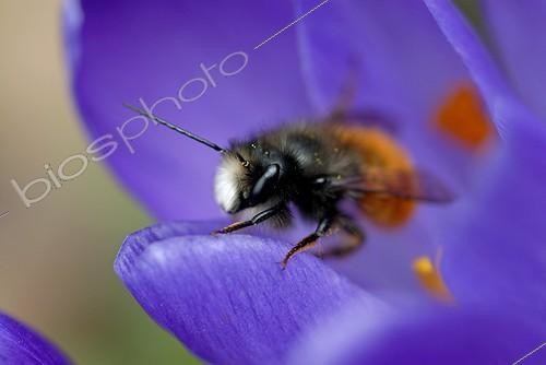 Biosphoto | 109304 | Osmie mâle sur fleur de Crocus au Printemps France ; L'Osmie cornue est une espèce méditérranéenne mais le réchauffement climatique induit un élargissement de son aire de répartition. Ce spécimen a été photographié à Belfort. | &copy; Denis Bringard / Biosphoto