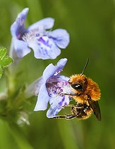 Biosphoto | 2444170 | Osmie (Osmia pilicornis) femelle sur fleur de Bugle (Ajuga reptans), abeilles solitaires, Parc naturel régional des Vosges du Nord, France | &copy; Michel Rauch / Biosphoto