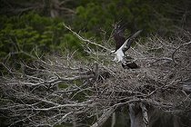 Biosphoto | 2064767 | Osprey at nest, Florida, Usa | &copy; Juan-Carlos Muñoz / Biosphoto