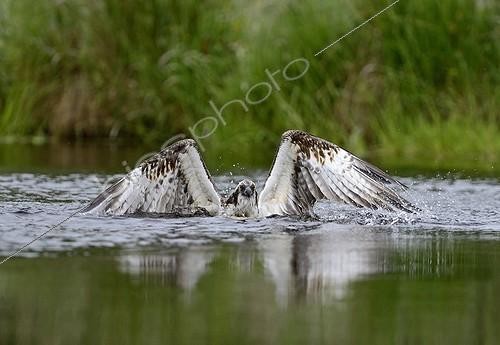 Biosphoto | 2011472 | Osprey fishing a trout - Scotland UK | &copy; David Tipling / Biosphoto