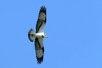 Biosphoto | 2602160 | Osprey (Pandion haliaetus) in flight over the Loire Valley Nature Reserve, France | &copy; Pierre Vernay / Biosphoto