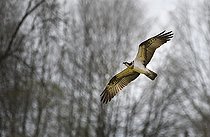 Biosphoto | 2122749 | Osprey (Pandion haliaetus) in migratory flight of passage in the Regional Natural Park of the Vosges du Nord, France | &copy; Michel Rauch / Biosphoto