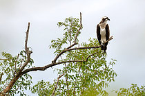 Biosphoto | 2609325 | Osprey (Pandion haliaetus) on a branch near Cosne-Cours-sur-Loire in September, Nièvre, France | &copy; Pierre Vernay / Biosphoto