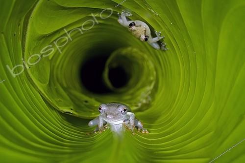 Biosphoto | 615259 | Ostéocéphale taurin et Rainette de Boeseman Guyane | &copy; Robin Monchâtre / Biosphoto