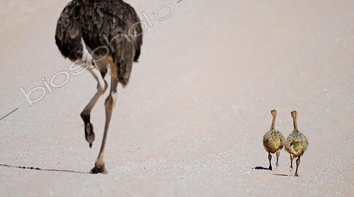 Biosphoto | 1882676 | Ostrich and chicks in desert Kgalagadi South Africa  | &copy; Tina Malfilatre / Biosphoto