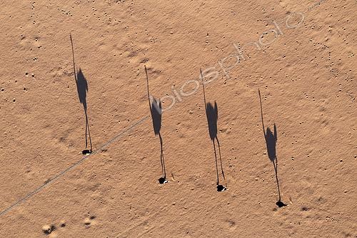 Biosphoto | 2498212 | Ostrich (Struthio camelus). Roaming a sandy desert plain in the last light of the evening. Aerial view. Drone shot. Damaraland, Kunene Region, Namibia. | &copy; Thomas Dressler / Biosphoto