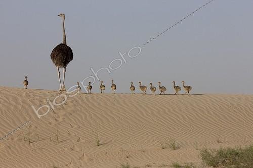 Biosphoto | 1133473 | Ostrich with its youngs | &copy; Xavier Eichaker / Biosphoto