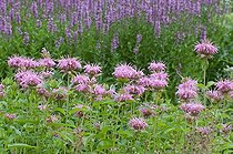 Biosphoto | 1249720 | Oswego tea 'Croftway Pink' in bloom in a garden | &copy; Frédéric Didillon / Biosphoto