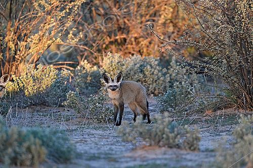 Biosphoto | 2623057 | Otocyon (Otocyon megalotis) dans la savane. Botswana | &copy; Michel Bureau / Biosphoto