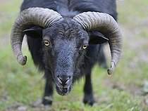 Biosphoto | 2122762 | Ouessant sheep, breed dwarf, unhappy ram near to charging, Regional Natural Park of the Vosges du Nord, France | &copy; Michel Rauch / Biosphoto