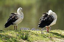 Biosphoto | 1252580 | Ouettes des Andes sur l'herbe | &copy; Thierry Van Baelinghem / Biosphoto