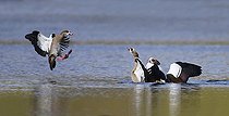 Biosphoto | 2133898 | Ouettes d'Egypte (Alopochen aegyptiacus) conflit de territoire, Parc naturel régional des Vosges du Nord, France | &copy; Michel Rauch / Biosphoto