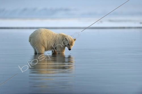Biosphoto | 1478569 | Ours blanc dans l'eau Refuge faunique national Arctic | &copy; Fabrice Simon / Biosphoto