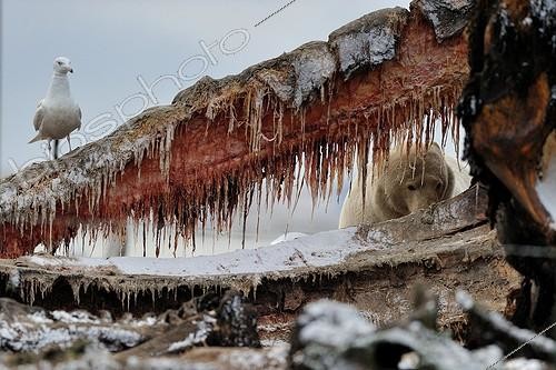 Biosphoto | 1478361 | Ours blanc mangeant sur une carcasse de Baleine en Alaska ; La baleine a été chassée pour la subsistance par les habitants du village. | &copy; Fabrice Simon / Biosphoto