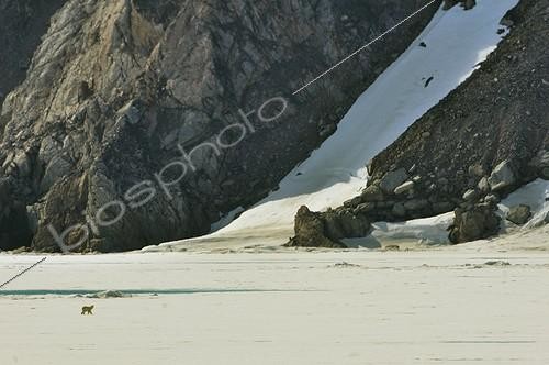 Biosphoto | 1418865 | Ours blanc sur la banquise du Kolding Fjord au Groenland ; A la recherche de phoques | &copy; Pierre Vernay / Polar Lys / Biosphoto