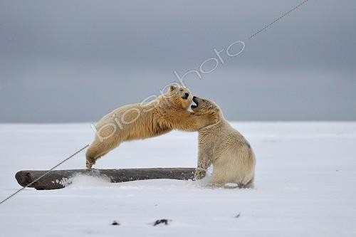 Biosphoto | 1478538 | Ours blancs dans le Refuge faunique national Arctic Alaska | &copy; Fabrice Simon / Biosphoto