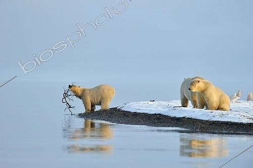 Biosphoto | 1478567 | Ours blancs dans le Refuge faunique national Arctic Alaska | &copy; Fabrice Simon / Biosphoto