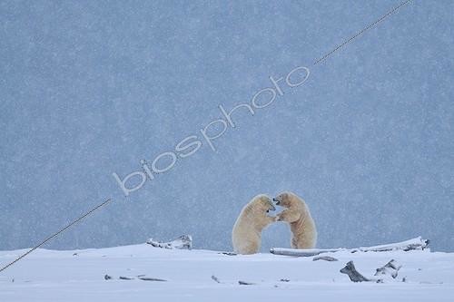 Biosphoto | 1474925 | Ours blancs sous une chute de neige Alaska | &copy; Fabrice Simon / Biosphoto