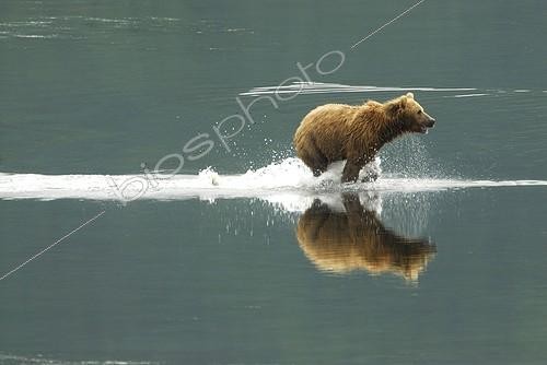 Biosphoto | 521839 | Ours brun d'Alaska galopant dans une rivière île de Kodiak ; Période de début de migration des Saumons roses et des Saumons chien. | &copy; Fabrice Simon / Biosphoto