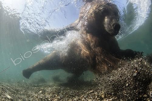 Biosphoto | 2047713 | Ours brun dans l'eau - Lac Kourile Kamchatka Russie GDT 2016 1ere place UPY 2016 | &copy; Mike Korostelev / Biosphoto