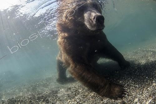 Biosphoto | 2047714 | Ours brun dans l'eau - Lac Kourile Kamchatka Russie | &copy; Mike Korostelev / Biosphoto