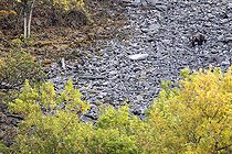Biosphoto | 2394604 | Ours brun des Pyrénées (Ursus arctos pyrenaicus) dans un éboulis, Leon, Espagne | &copy; Óscar Díez Martínez / Biosphoto
