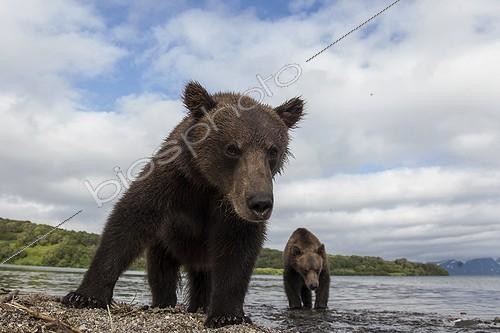 Biosphoto | 2047698 | Ours brun et jeune - Lac Kourile Kamchatka Russie | &copy; Mike Korostelev / Biosphoto