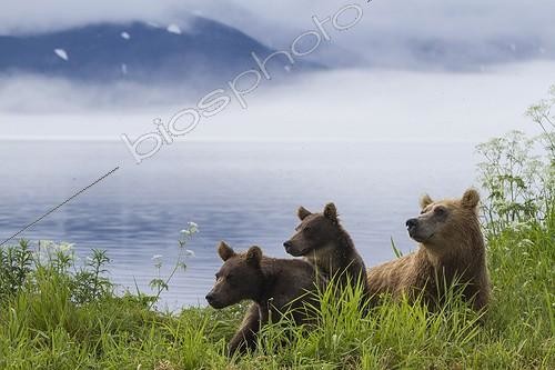 Biosphoto | 2047693 | Ours brun et jeunes - Lac Kourile Kamchatka Russie | &copy; Mike Korostelev / Biosphoto