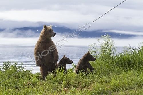 Biosphoto | 2047694 | Ours brun et jeunes - Lac Kourile Kamchatka Russie | &copy; Mike Korostelev / Biosphoto