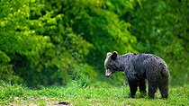 Biosphoto | 2601909 | Ours brun (Ursus arctos) dans l'herbe sous la pluie. Roumanie. | &copy; Ervin Horesnyík / Biosphoto