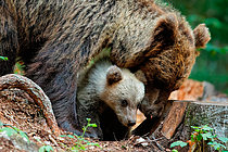 Biosphoto | 2546239 | Ours brun (Ursus arctos) et jeune sur une souche en sous-bois, Slovénie | &copy; Christian Cabron / Biosphoto