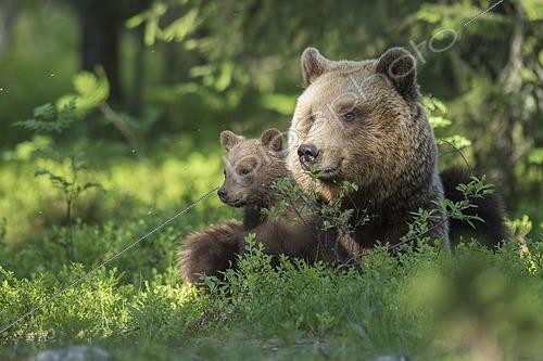 Biosphoto | 2457516 | Ours brun (Ursus arctos), ourse avec son ourson dans une forêt boréale de conifères, Suomussalmi, Carélie, Finlande, Europe | &copy; Willi Rolfes / imageBROKER / Biosphoto