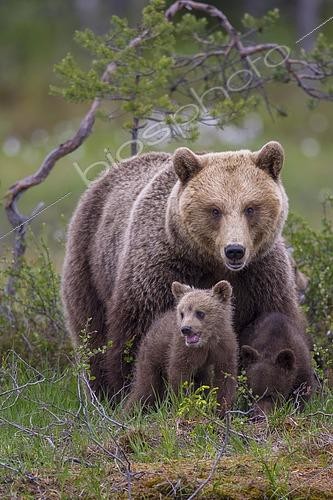 Biosphoto | 2460225 | Ours brun (Ursus arctos), ourse et ses oursons au bord d'un lac dans une forêt boréale de conifères, Suomussalmi, Carélie, Finlande, Europe | &copy; Willi Rolfes / imageBROKER / Biosphoto