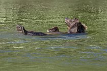 Biosphoto | 2609144 | Ours grizzly (Ursus arctos horribilis) se baignant et se relaxant, Colombie-Britannique, Canada | &copy; Marion Vollborn / imageBROKER / Biosphoto
