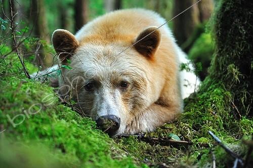 Biosphoto | 685964 | Ours kermode couché dans la forêt tempérée humide Canada | &copy; Fabrice Simon / Biosphoto
