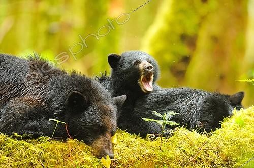 Biosphoto | 685838 | Ours noir et jeunes au repos sur de la mousse Canada | &copy; Fabrice Simon / Biosphoto